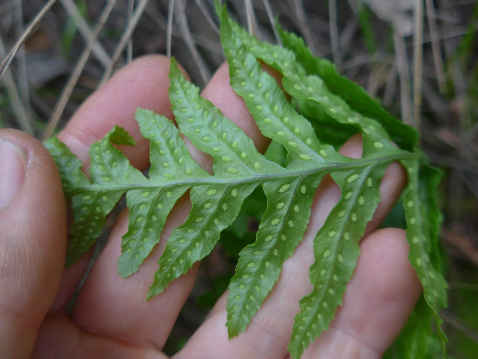 High Resolution Polypodium californicum Fruit